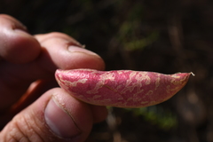 Astragalus megacarpus