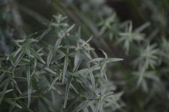 Galium labradoricum