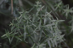 Galium labradoricum