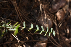 Astragalus megacarpus
