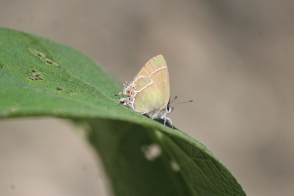 Callophrys xami texami