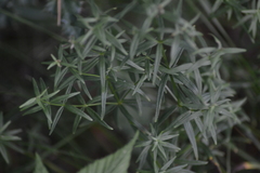 Galium labradoricum