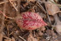 Astragalus megacarpus