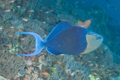 Odonus niger