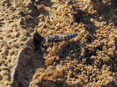 Bembix oculata