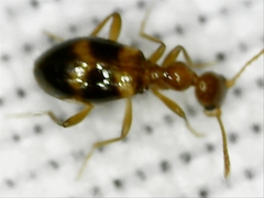 Acanthinus scitulus