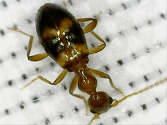 Acanthinus scitulus