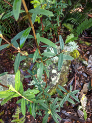 Pimelea drupacea
