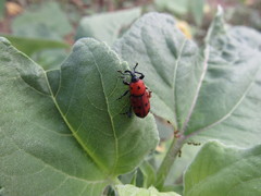 Rhodobaenus tredecimpunctatus