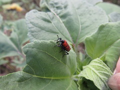 Rhodobaenus tredecimpunctatus