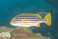 Plectorhinchus vittatus