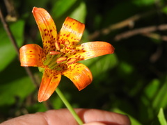 Lilium parvum