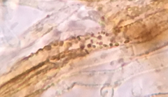 Russula pulverulenta