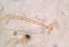 Russula pulverulenta