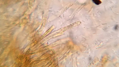 Russula pulverulenta