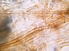 Russula pulverulenta