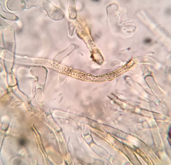 Russula pulverulenta