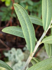Pimelea drupacea
