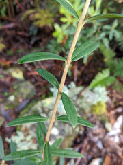 Pimelea drupacea
