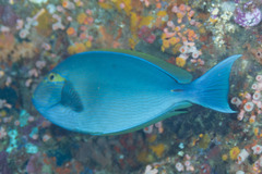 Acanthurus mata
