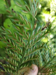 Asplenium × lucrosum