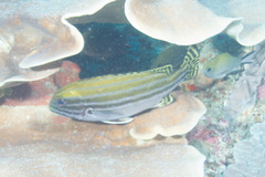 Plectorhinchus lessonii
