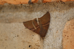 Ophisma