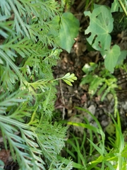 Asplenium × lucrosum
