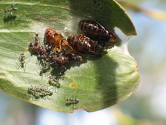 Jalmenus evagoras