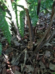 Asplenium × lucrosum