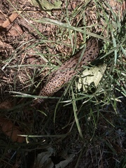 Limax maximus