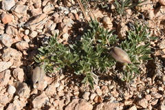 Oxytropis oreophila