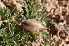 Oxytropis oreophila