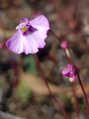 Utricularia uniflora