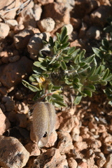 Oxytropis oreophila