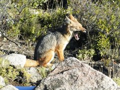 Lycalopex culpaeus culpaeus