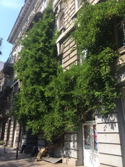 Wisteria