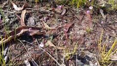 Utricularia uniflora