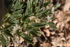 Oxytropis oreophila