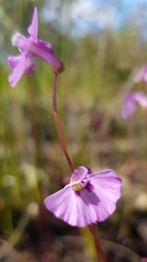 Utricularia uniflora