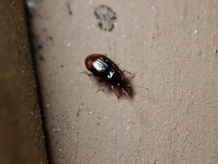 Elaphropus xanthopus