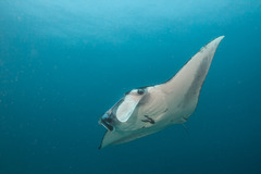 Mobula alfredi