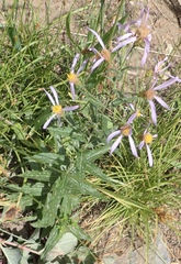 Eucephalus ledophyllus