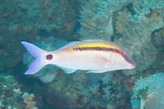 Parupeneus barberinus