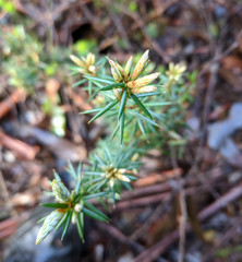 Leptecophylla pogonocalyx