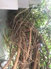 Wisteria