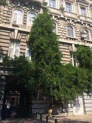 Wisteria