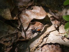 Castianeira descripta