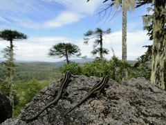 Liolaemus septentrionalis