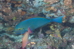 Acanthurus mata